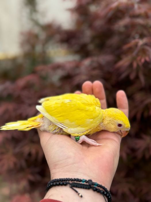 Papagali pui micul alexandru foarte blanzi cu copiii micul alexander