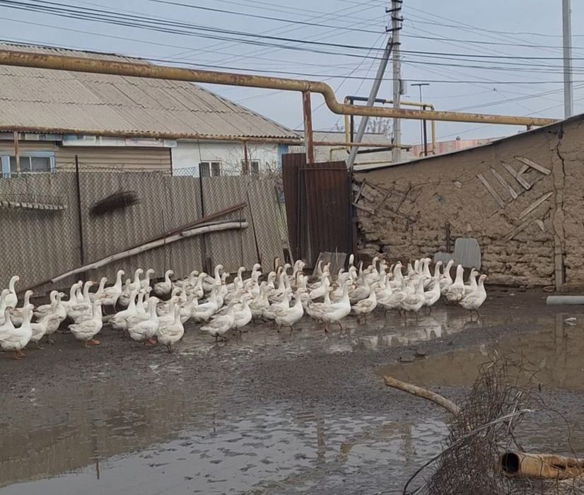 Гусиные яйца продам