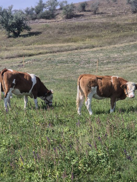 Vand doua vitele baltata  românească