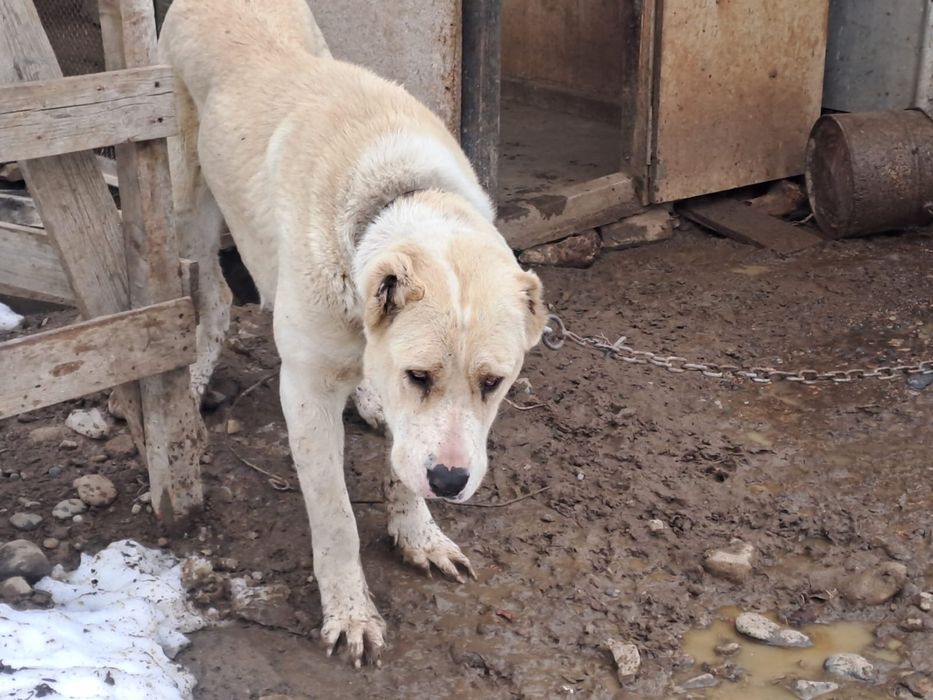 Собака тяж алабай