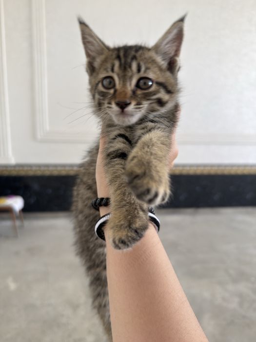 Отдам котенка в добрые руки