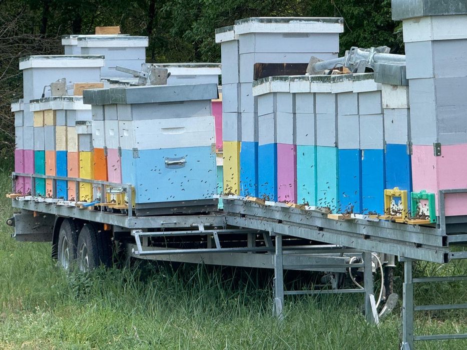 Platforma apicola pentru 40 de stupi