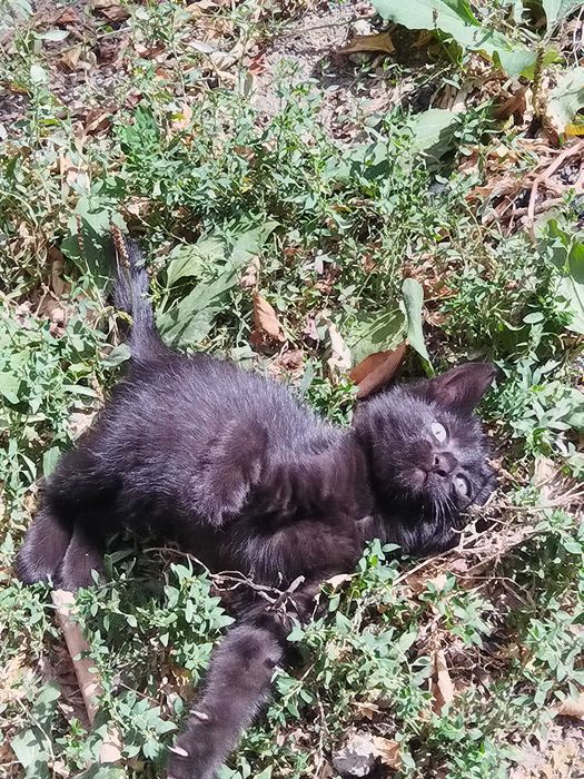 Отдам котёнка в добрые руки