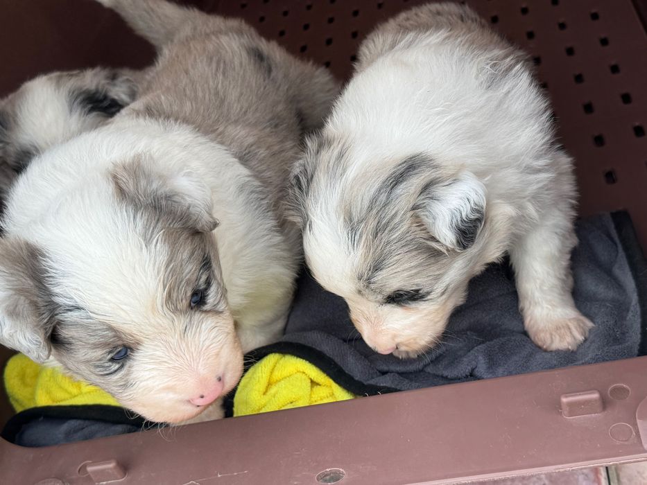 Бордер колли чистокровный щенок