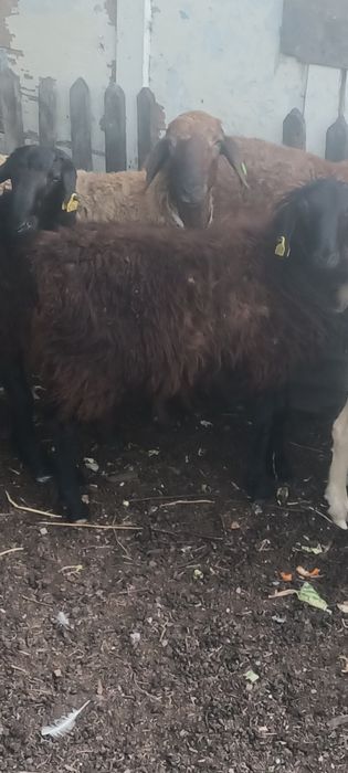 Продам кошкара ( тохты)