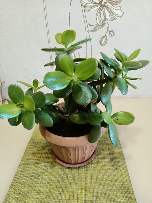 Комнатные цветы "денежное дерево"во"