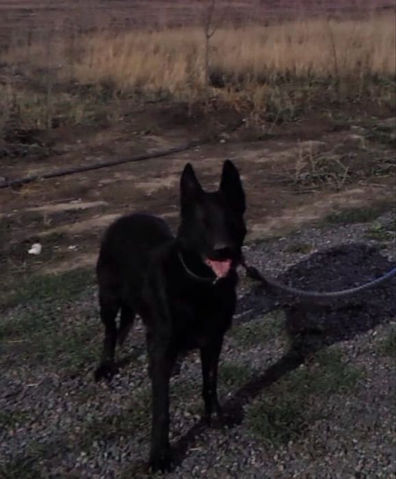 Немецкая овчарка