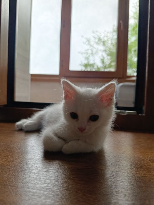 Ищу дом для котиков