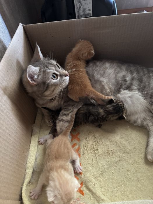 Отдам даром кошки