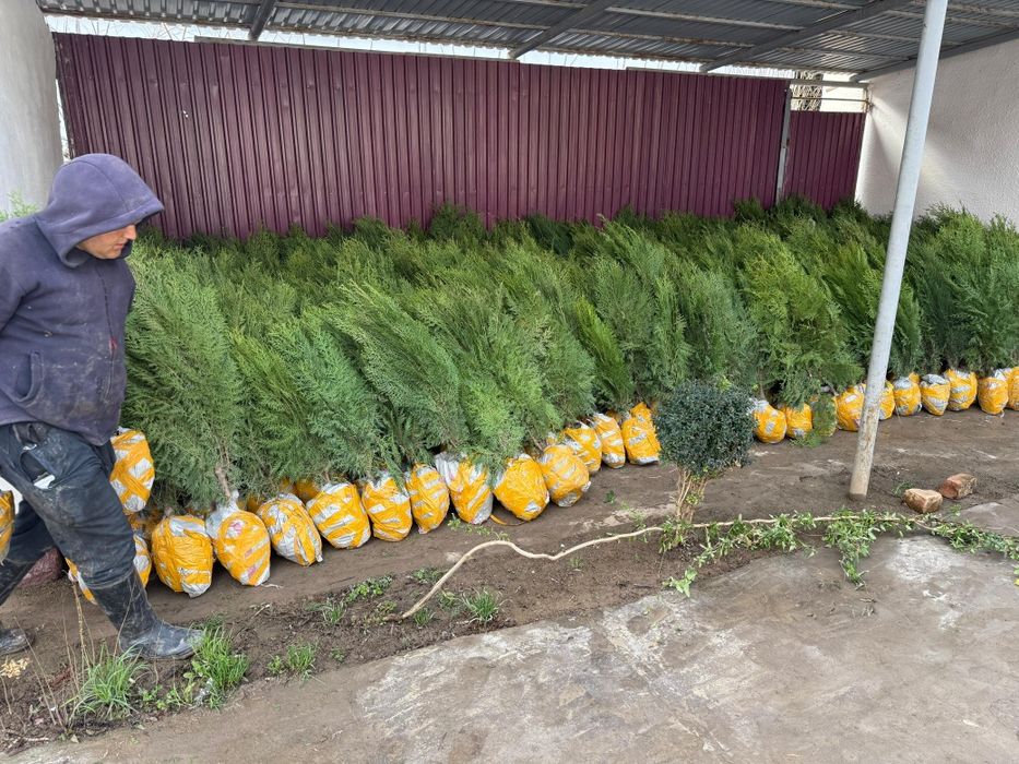 Саженцы көшеттердың барлық түрі бар