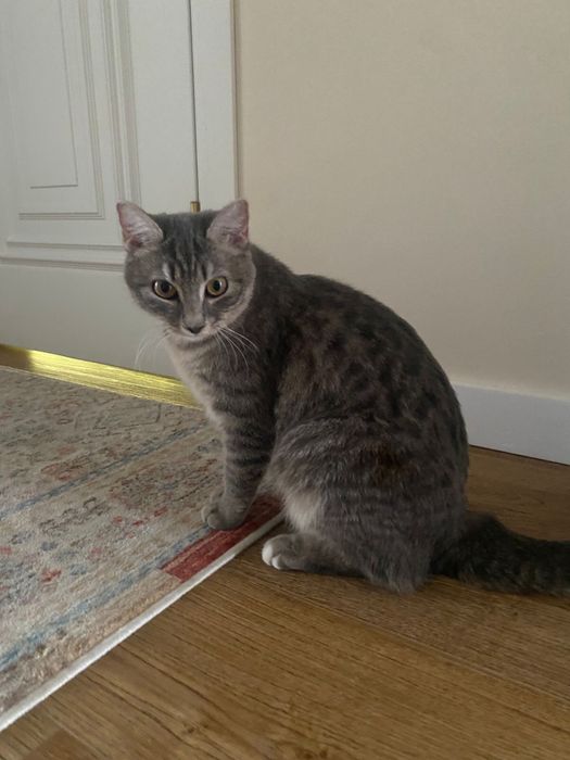 Срочно отдам кошку в хорошие руки