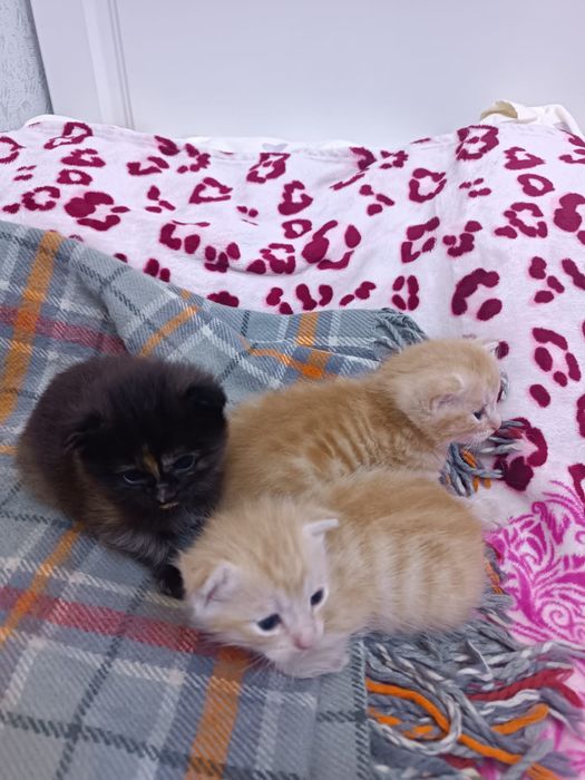 Отдадим котят в добрые руки