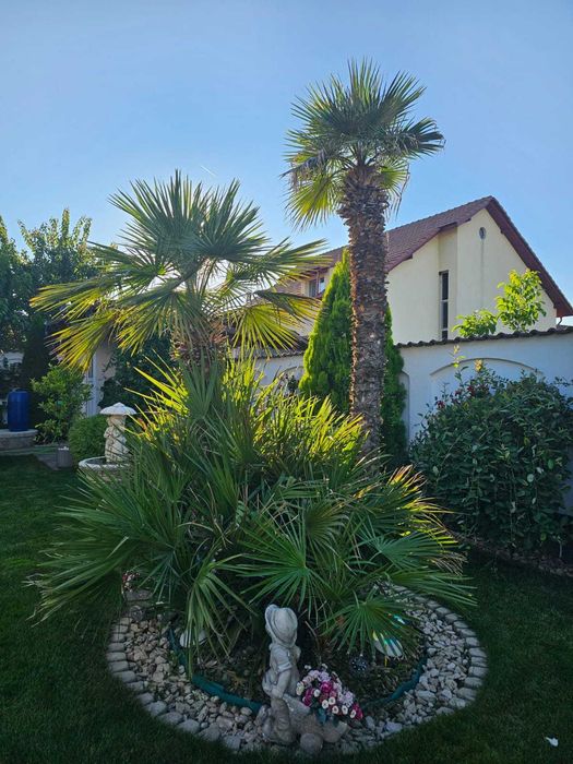 Palmieri aclimatizati rezistenti la ger