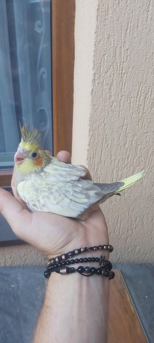 Peruși și nimfe  pui și maturi   !!
