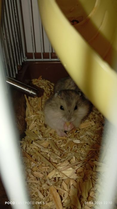 Продам хомячков 2 самки