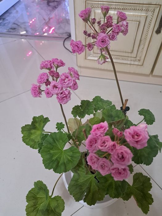 Коллекционная пеларгония