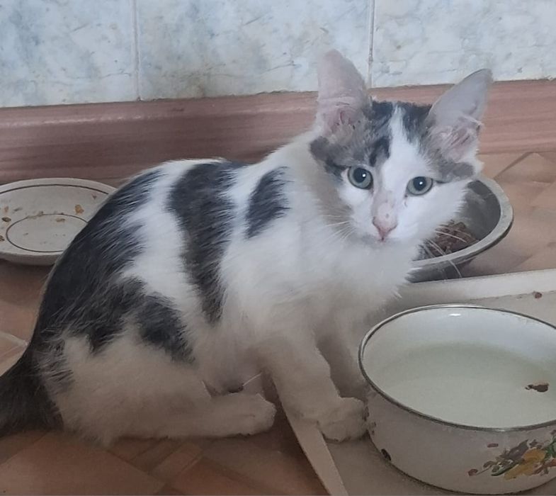 Котенок-мальчик, 5 месяцев в добрые руки