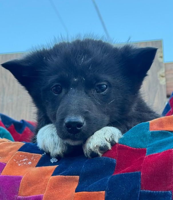 Маленькое счастье ищет дом