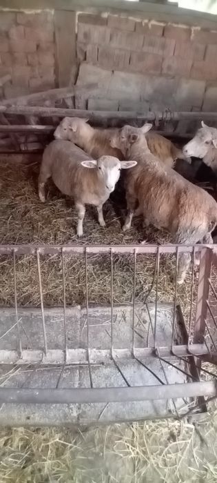 Miei ile de france