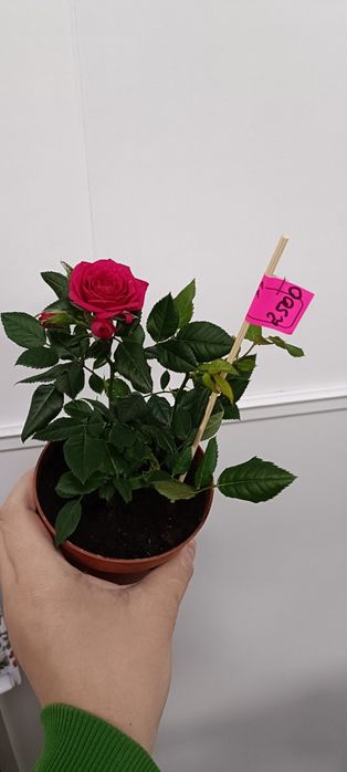 Розы в горшочке:2500 тенге