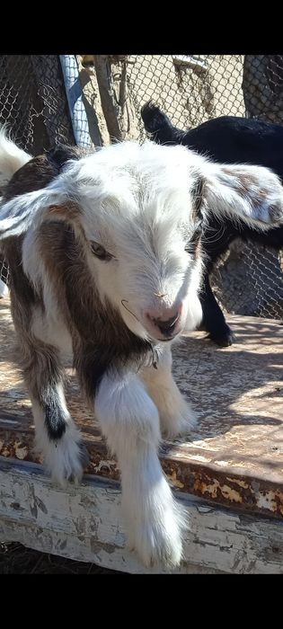 Ешкилер сатылады.Теке сатылады