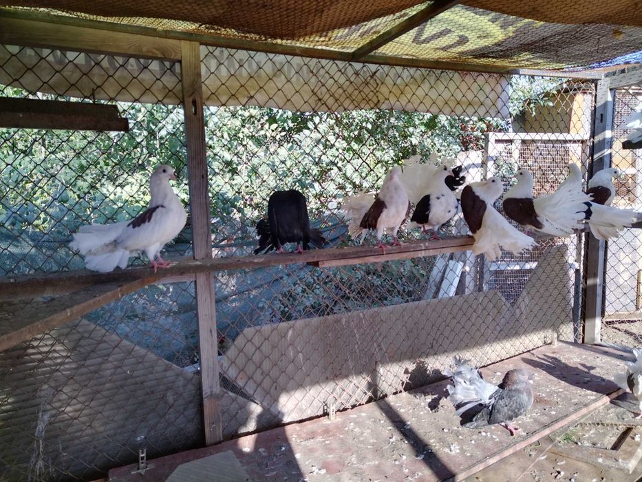 Продавам красиви гълъби