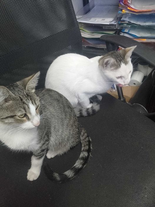 Подарявам малки котета