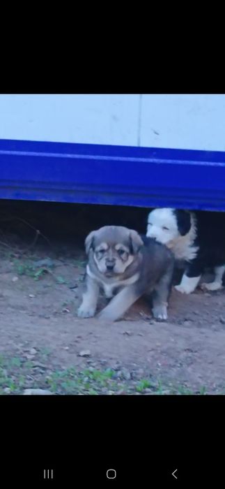 Отдадим щенят в добрые руки!!!