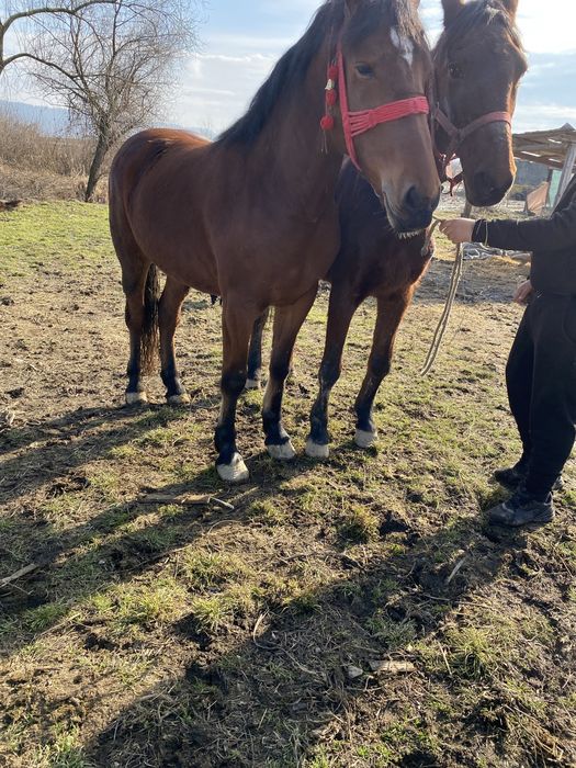 Vand sau schimb cu viței