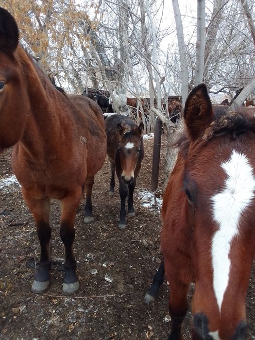 Продам кобылу 7 лет с жеребёнком