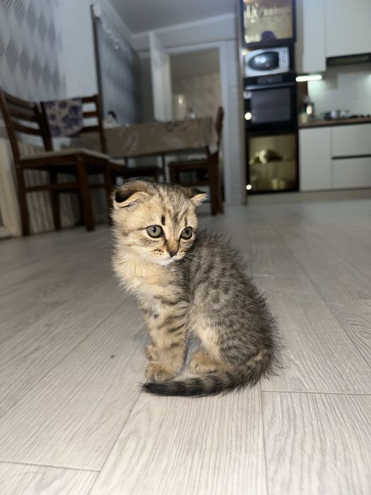 Отдам котенка в добрые руки!