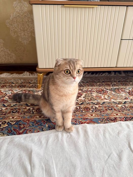 Мальчик Скоттиш Фолд Золотая Шиншилла мрамор