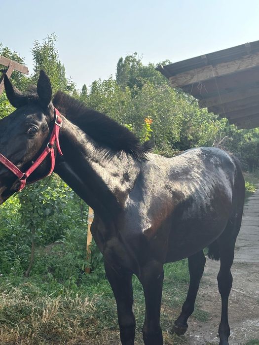 Еркек тай сатылады