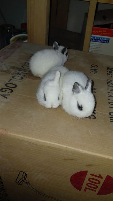 Кролики породы "хотот"