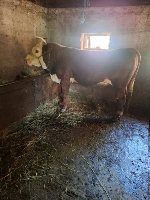 Animale de vanzare