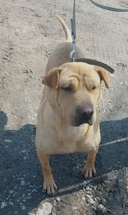 ЩеняТки разных окрасов ждут любящих хозяев