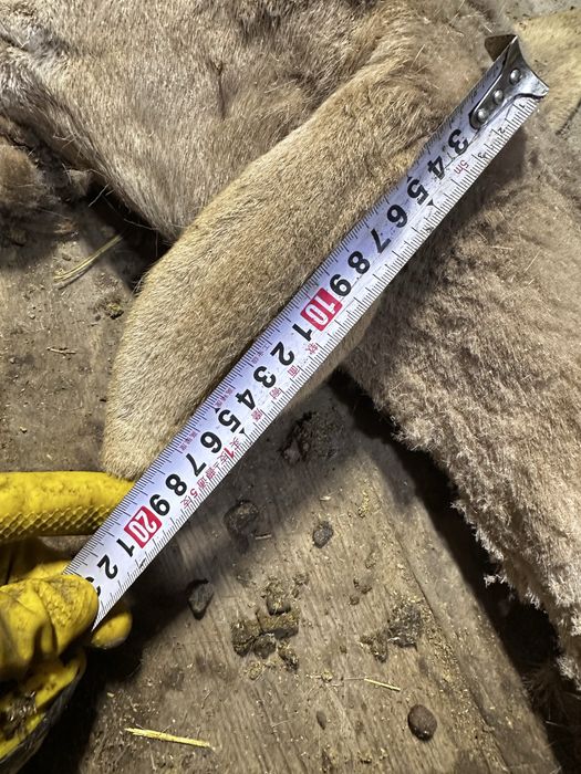 Арашан токты кошкар