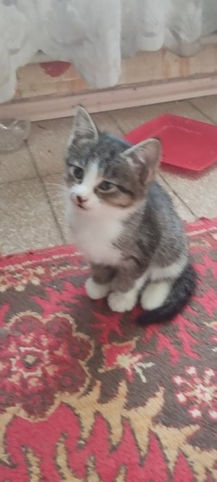 Мушукча. Котёнок