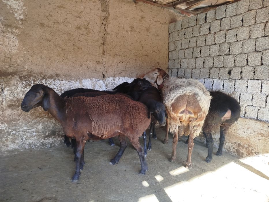 Qoʻchqor 1 ta zotka Arashan Xisori qoʻyla 5 ta
