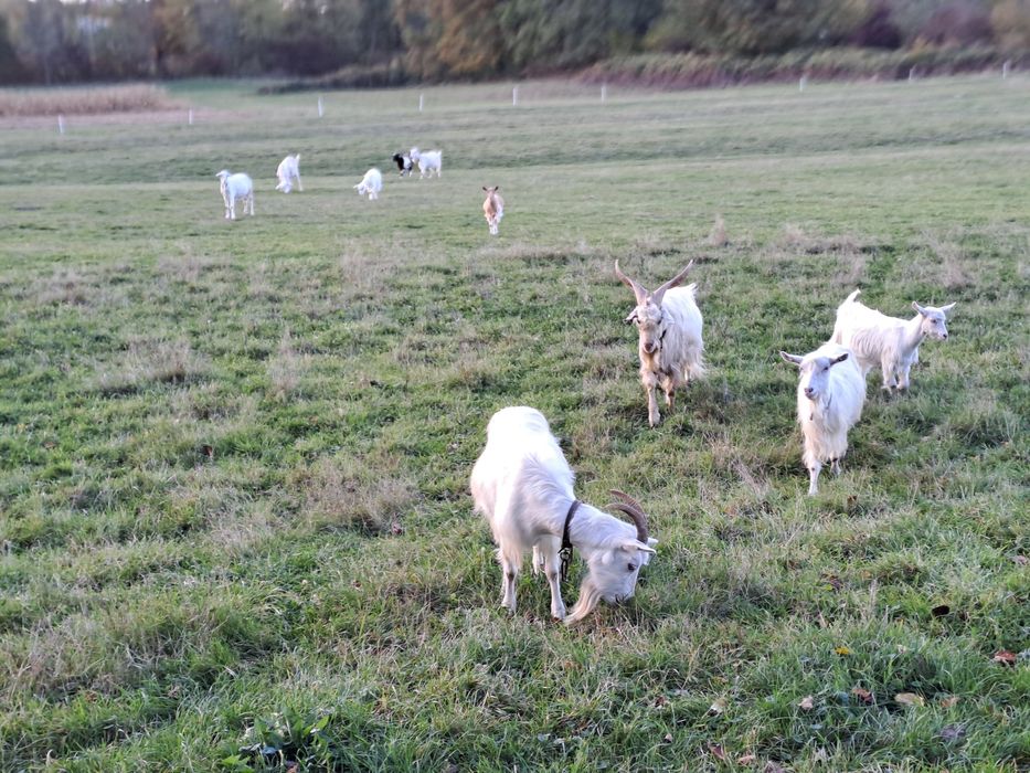 Vând 4 capre tinere, gestante