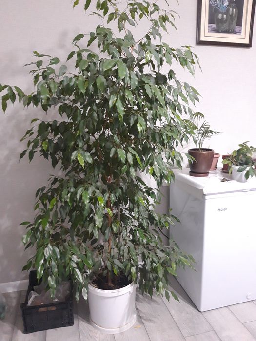 Продам комнатные деревья