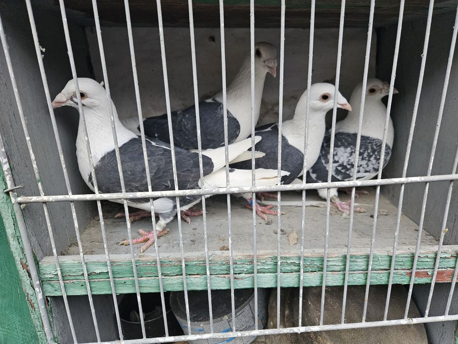 Vand porumbei voiajori capaciti pe negru vanat si tigrat