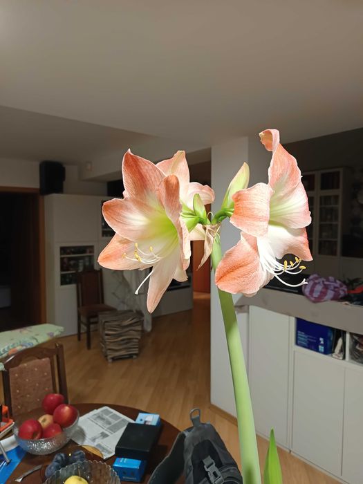 Амарилис семе от Нидерландия