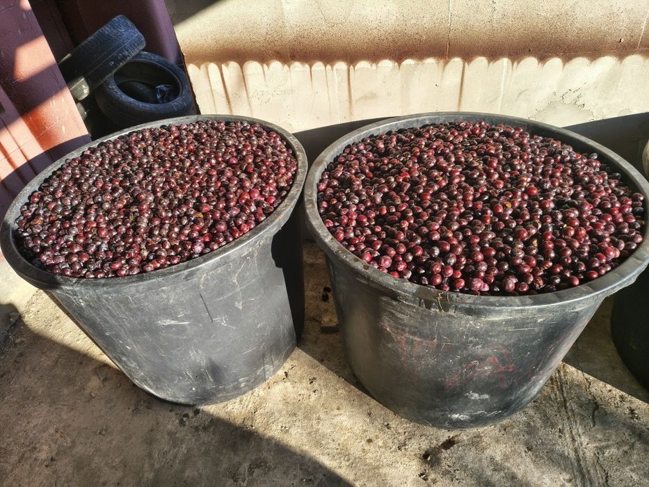 Prune pentru pălincă