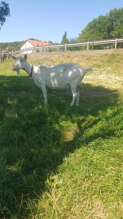 Animale de casa  disponibile