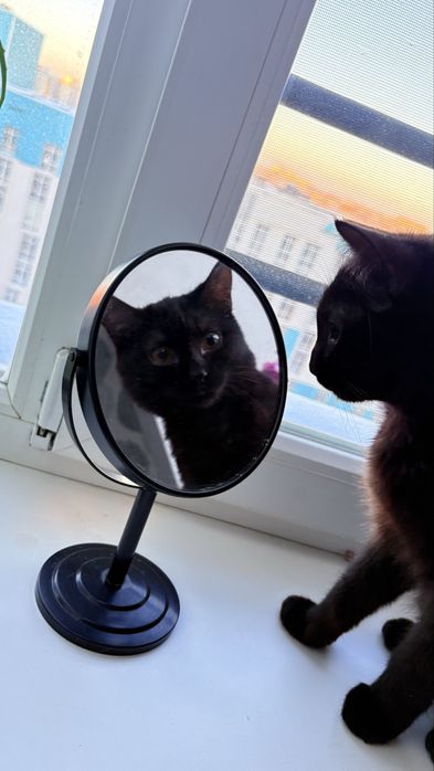 Продам кота стерил