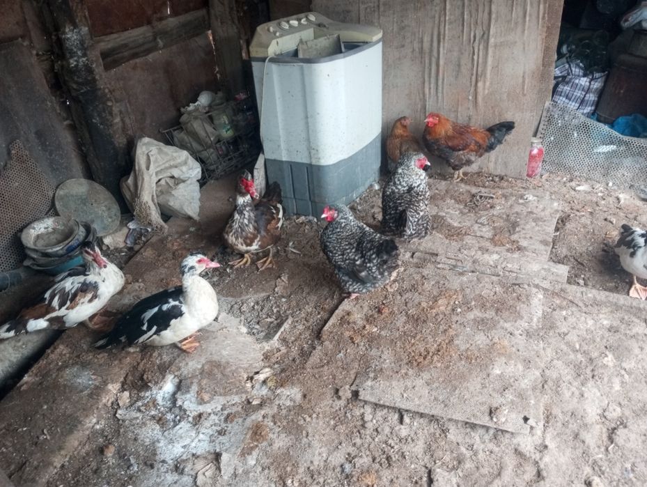 Куры утки шыпуны