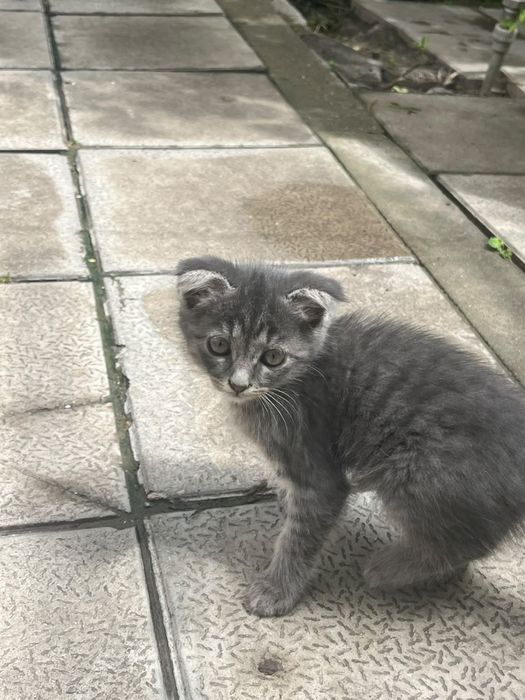 Шотландские котята
