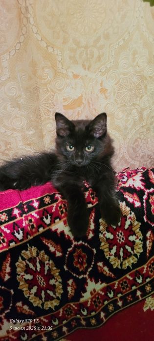 скоттиш хайланд фолд