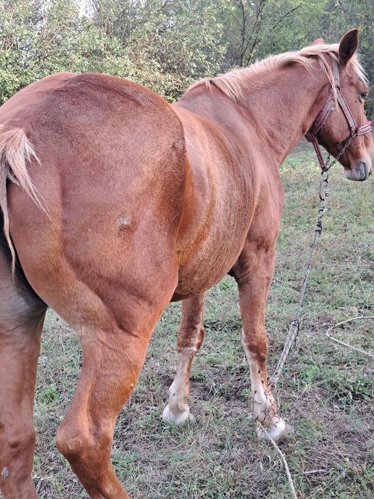 Vând iapa foarte cuminte